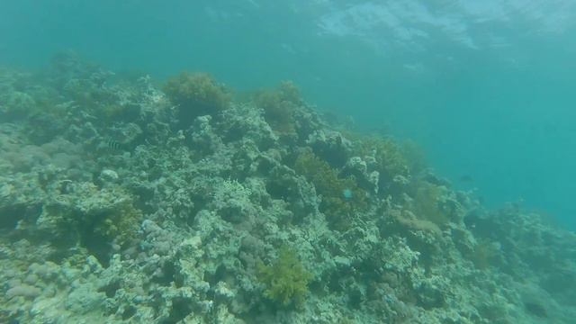 Nurkowanie Hurghada 2018 Palma de Mirette смотреть онлайн