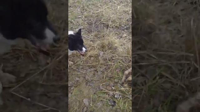 лайка русско европейская. кучум и барсук. смотреть онлайн