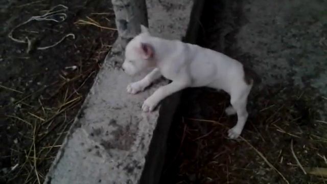 Как выглядит щенок пидбулья смотреть онлайн