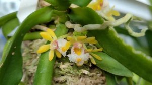 Gastrochilus japonicus описание и уход.