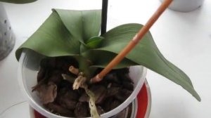 Орхидея Мильтония и другие