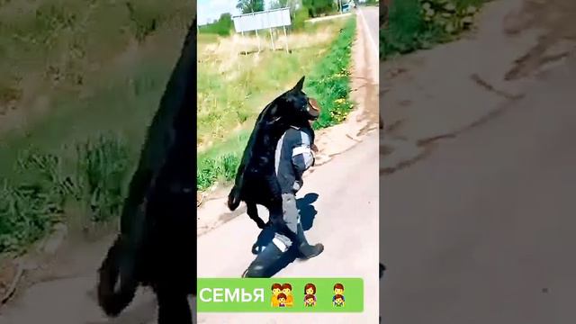 юмор позитив приколы