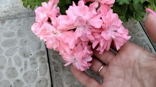 #166.Нетипичное цветение зонартика!