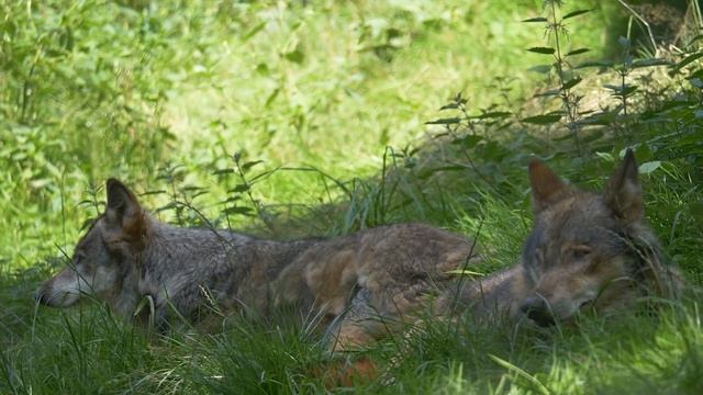 Сейчас я тебя оприходую - шептал изверг захлебываясь слюной, как вдруг вышли волки и началось смотреть онлайн