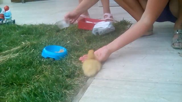 МОЙ УТЁНОК СОЛНЫШКО!!!!!!!!! смотреть онлайн