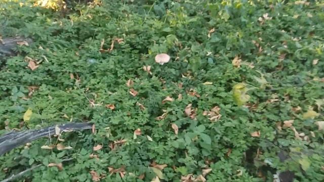 грибы зонтик смотреть онлайн