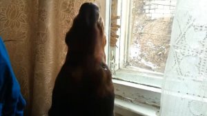 Бассет-хаунд воет