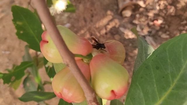 Java Apple has 15 days and many fruits смотреть онлайн