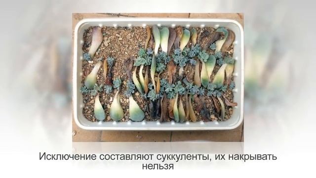 Размножение ЧЕРЕНКАМИ | Как УКОРЕНИТЬ ЧЕРЕНОК любого растения. Ч.2 | Укоренение в ГРУНТЕ смотреть онлайн