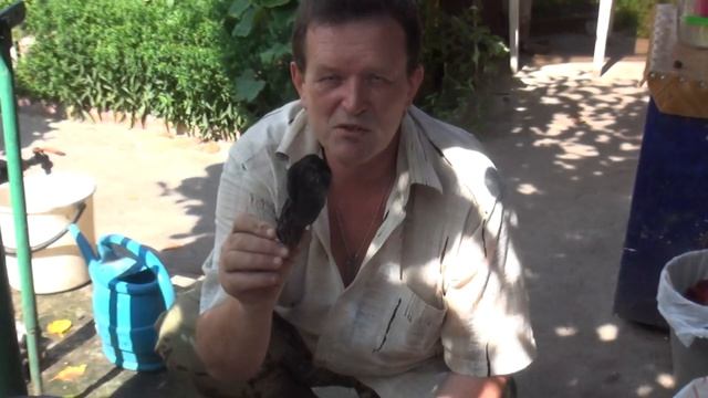 Чем мульчировать ? Мульчирование грядок корой хвойных деревьев.