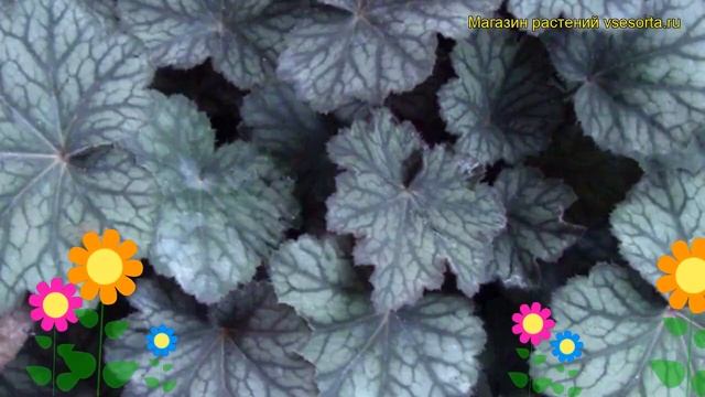 Гейхера Пино нуар. Краткий обзор, описание характеристик, где купить рассада, саженцы смотреть онлайн