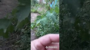 Виноград Сенатор Бурдака А.В., Андрей 53, Красава. Сигнальное плодоношение