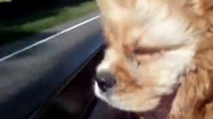 Кокер-спаниель в машине (Cocker Spaniel and speed of the car)