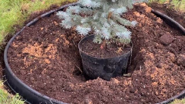 Последние  посадки 2023 года ! Посадка елей Глаука глобоза , Супер блю , можжевельника Минт Джулеп