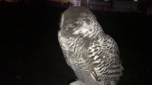 ПолЯрная сова на прогулке (snowy owl in a walk )