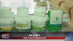 Canal 48 HD - KA’A HE’E, UNA PRODIGIOSA PLANTA