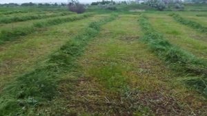 Покос травы ручной косой