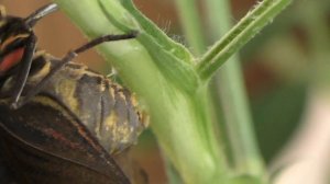 Бабочка Синяя морфа откладывает яйца. Morpho peleides butterfly lays eggs.