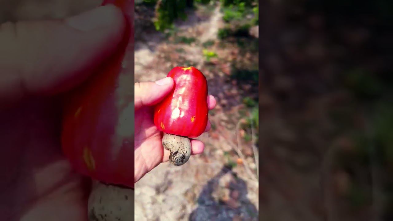 Кешью в Камбодже смотреть онлайн