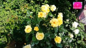 РОЗА ГОЛДЕН ШАУЭРС. ОБЗОР