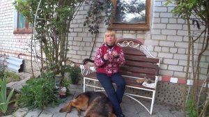 Как ухаживать за шерстью немецкой овчарки и ВЕО?