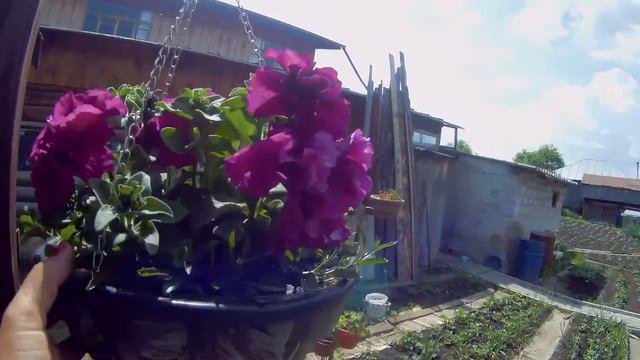 Петуния: от рассады до пышного цветения🌺🌺🌺