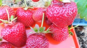 Флорина земляника НСД