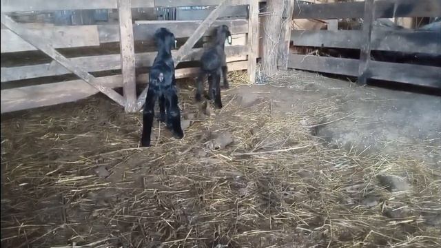 Ягнята от черного барана производителя. Переярка родила баранчика. смотреть онлайн