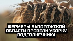 Фермеры Запорожской области провели уборку подсолнечника