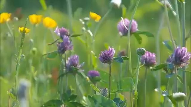 Сняли квартиру у тети мужа, думали, что проблем избежим. Да, конечно, только еще больше их стало! смотреть онлайн