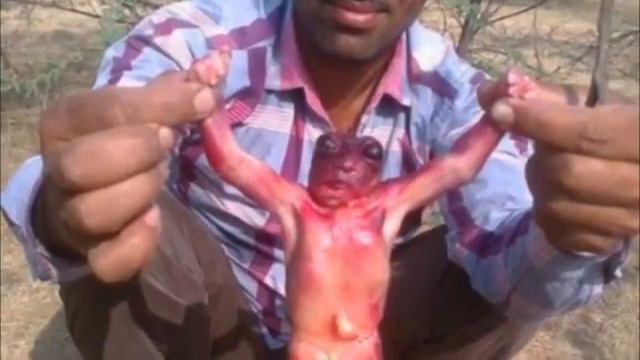 ШОК! Тело пришельца гуманоида было найдено в одном из городов Индии mp4 смотреть онлайн