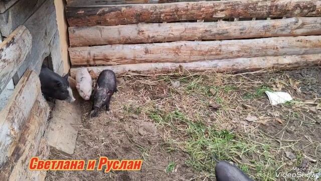 Лущим кукурузу//переселение поросят не удалось смотреть онлайн