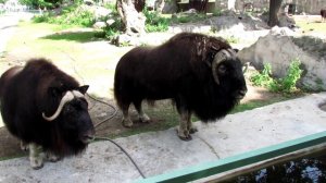 Овцебык. Muskox.