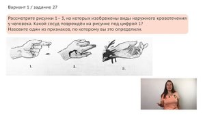 Виды кровотечений / ОГЭ 2020/ 27 задание