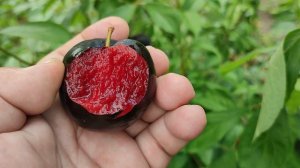 Розкішна слива диплоїдна сорт Блек Сплендор (plum Black Splendor). Сигнальне плодоношення 2023 року