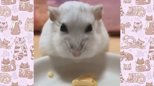 СМЕШНОЙ ХОМЯЧОК СЕМА! Смешная озвучка)) Приколы с хомячками #хомки