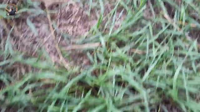 Hríby Huby Houby | 4.9.2022 | VATOVCOVÉ HODY | Pýchavka obrovská | Langermannia gigantea | Vatovec смотреть онлайн