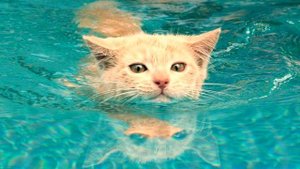Почему кошки боятся воды?
