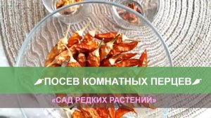 Посев и инкубация сортового комнатного перца. Как вырастить острый перец на подоконнике