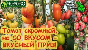 НЕКОТОРЫЕ ЛЮБЯТ... ПОВКУСНЕЕ! Томат ВКУСНЫЙ ПРИЗ: прошу любить и жаловать. Все о сорте томата.