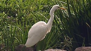 Большая белая цапля