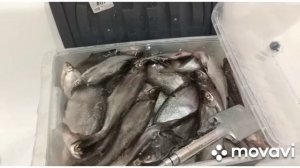 Вялим рыбу. Синец.