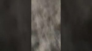 Ловля щук и карпов острогой