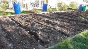 Сажаем картошку по науке легко