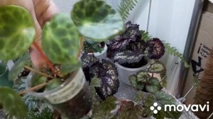 КОМНАТНЫЕ РАСТЕНИЯ(ЦВЕТЫ).ПРОДАЖА ИЗЛИШЕК ПОЧТОЙ.