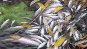 Река Пахра отравлена