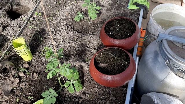 мои цветочки. петуния,львиный зев,анютины глазки. это только начало!