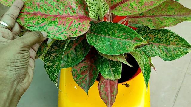 Aglaonema complete guide a to z #indoor_plants #low light