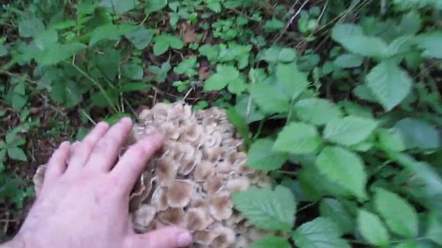 грифола разветвлённая в лесу,у ст.Дикая,Вологодская обл. смотреть онлайн