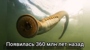 топ 10 самых древних животных, которые существуют и сейчас!!!